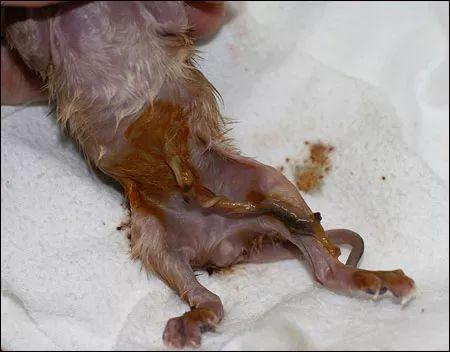 母猫的两种自然分娩方式全图解