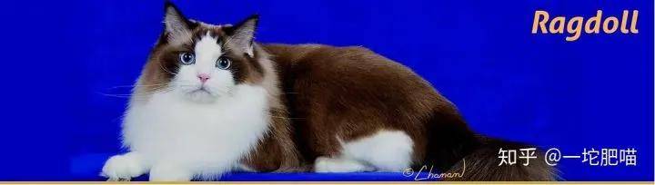 如何做猫舍│猫品种的选择