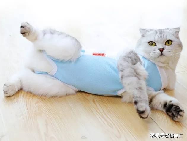 如何做猫舍│小猫的饮食管理