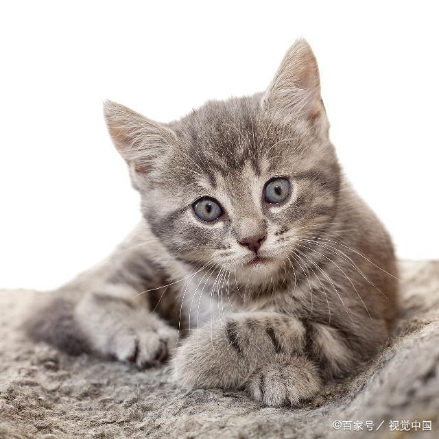 会导致猫咪呕吐的 26 个原因