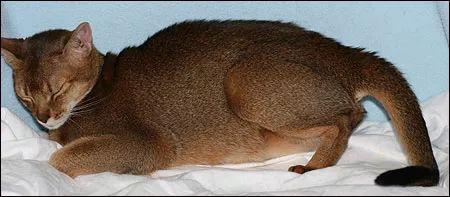 母猫的两种自然分娩方式全图解