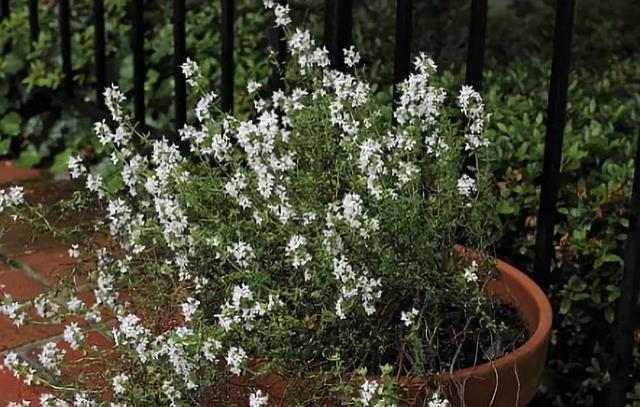 对猫咪来说绝对安全的 10 种室内植物
