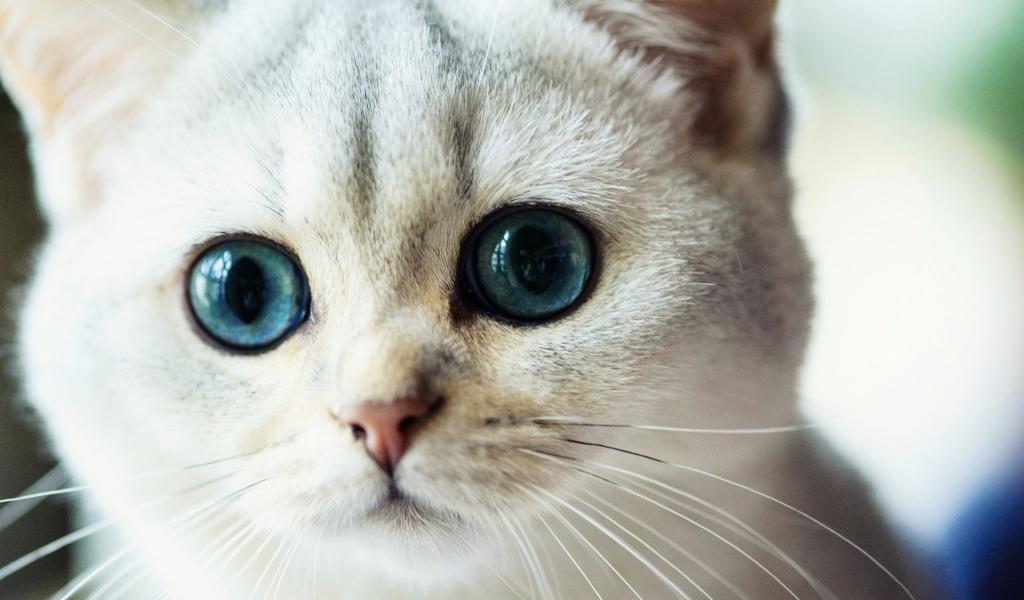 蓝眼幼猫，何时改变？