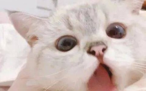 猫舍必看疾病科普│极易被铲屎官忽视的2种猫咪疾病