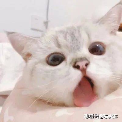 猫舍必看疾病科普│极易被铲屎官忽视的2种猫咪疾病
