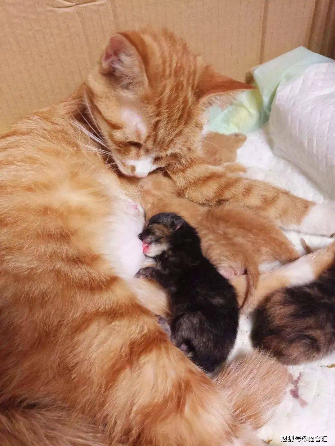 你应该知道的母猫产后护理那些事