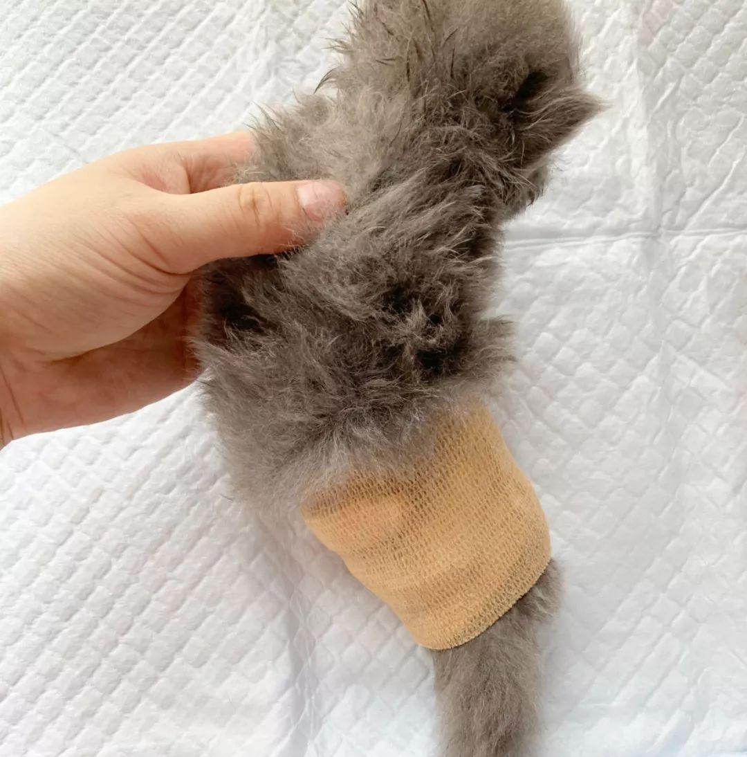 拒绝安乐死：小猫腿部先天畸形的治疗方法（每个繁育人都要看看）