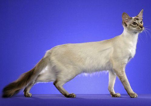 TICA 公开的 79 个品种猫，你认识几个？