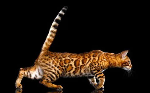 培育一个新品种猫的三种方式