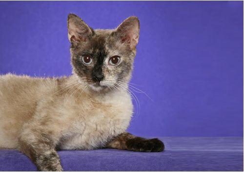 TICA 公开的 79 个品种猫，你认识几个？