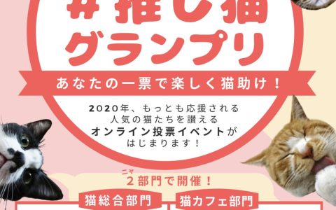 猫咪对声音的敏感度可以到达什么层次？