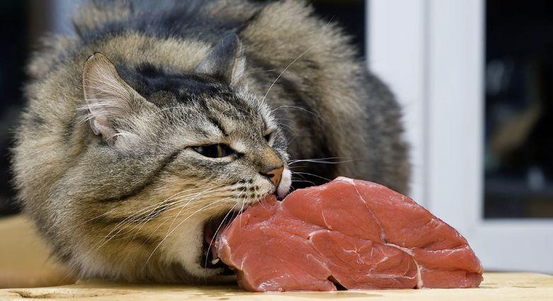 某些猫干粮对猫的毛发都“做了些什么”？