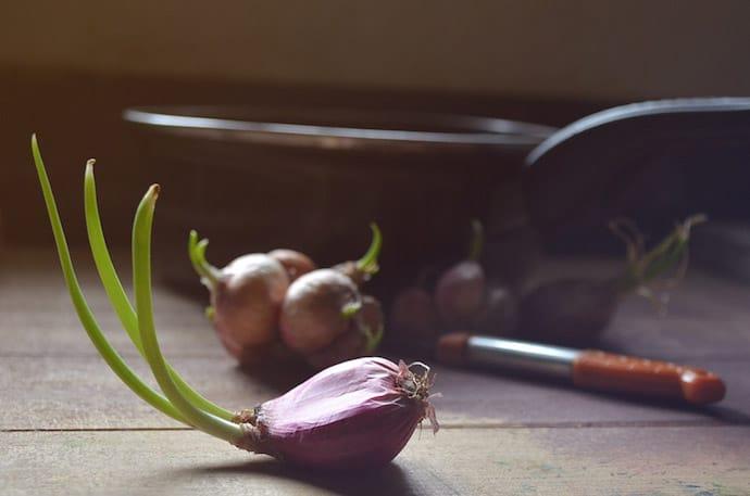 这 19 种人类日常食物可能对猫狗有毒