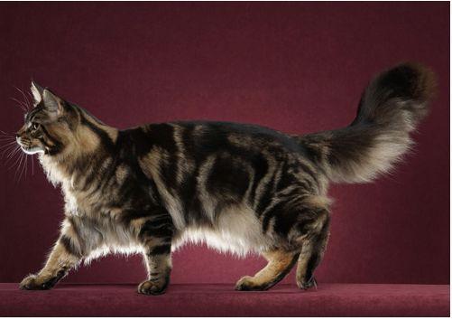 TICA 公开的 79 个品种猫，你认识几个？