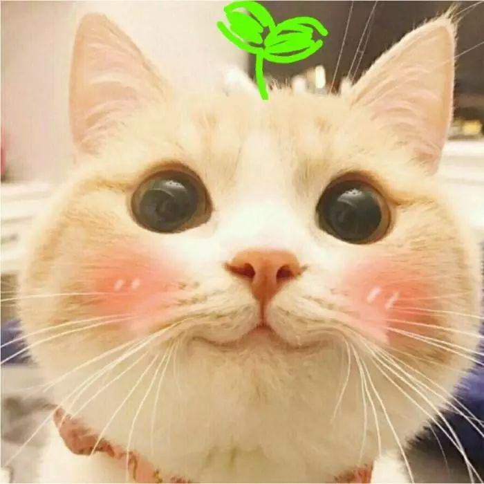 关于猫咪胡须的一些常识