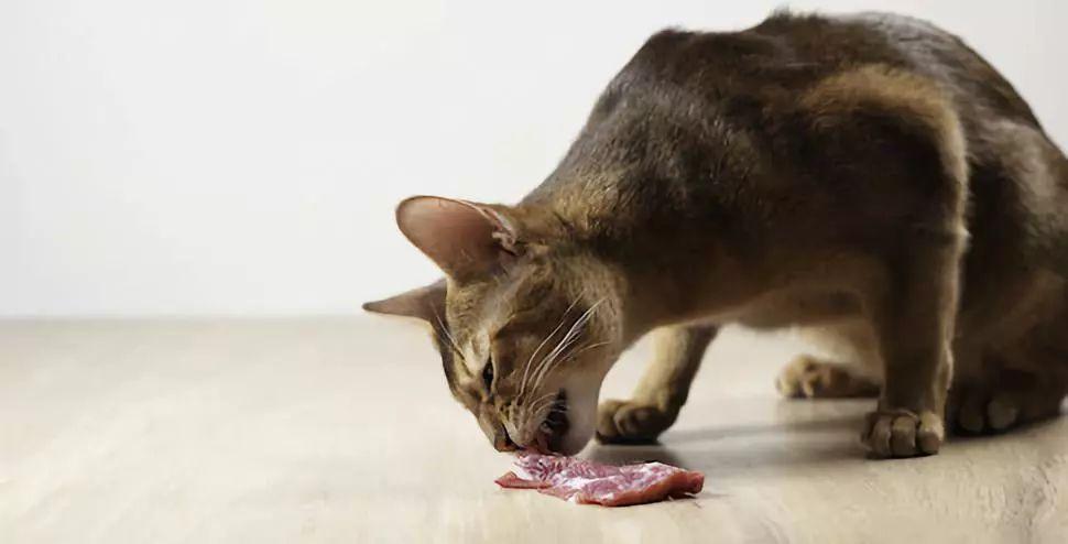 家有老猫必看：糖尿病的罪魁祸首（及控制与治疗）