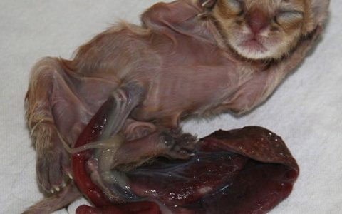 小猫出生时，肠子露出来了应该怎么办？