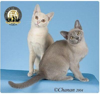 CFA 认证的这 46 个品种猫，你认识几种？（含 3 个考察期品种）