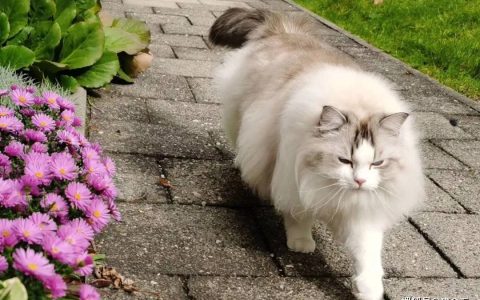 如何做猫舍│深入了解一个品种猫，该从哪些方面入手？