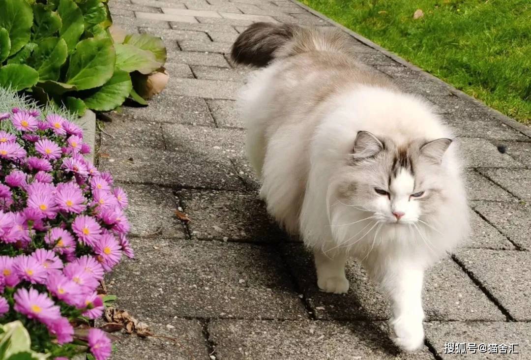 如何做猫舍│深入了解一个品种猫，该从哪些方面入手？