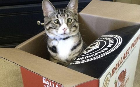 猫咪“斗鸡眼”是咋回事儿？用不用治疗？