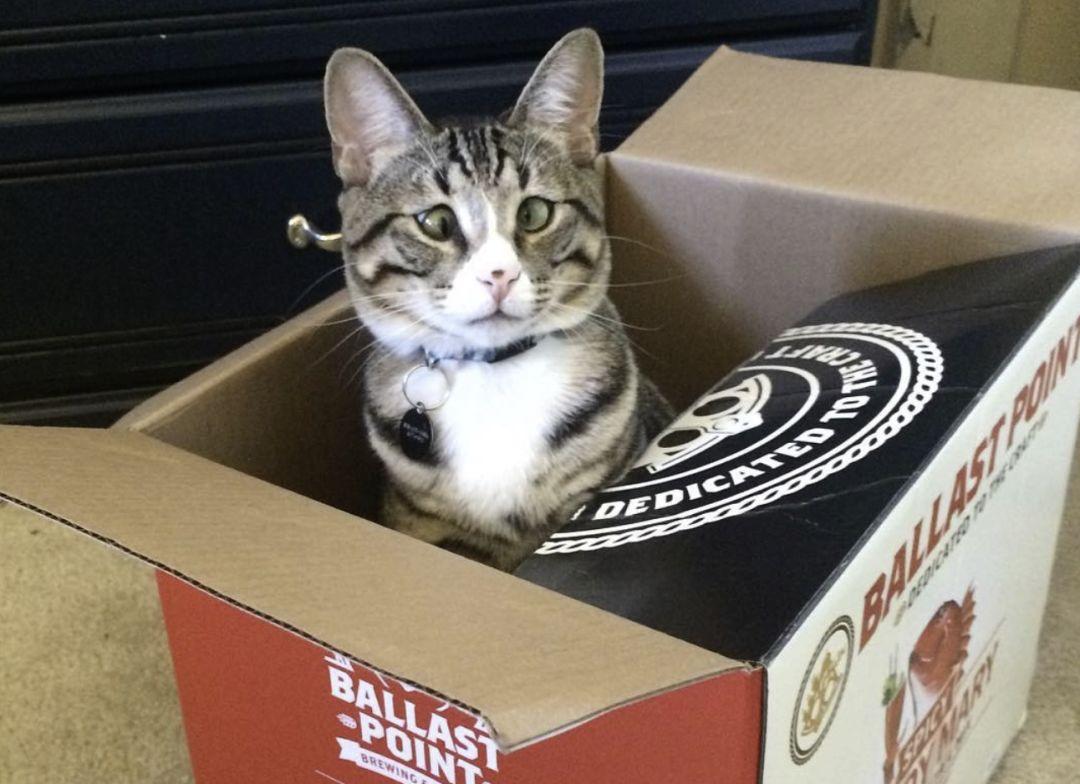 猫咪“斗鸡眼”是咋回事儿？用不用治疗？