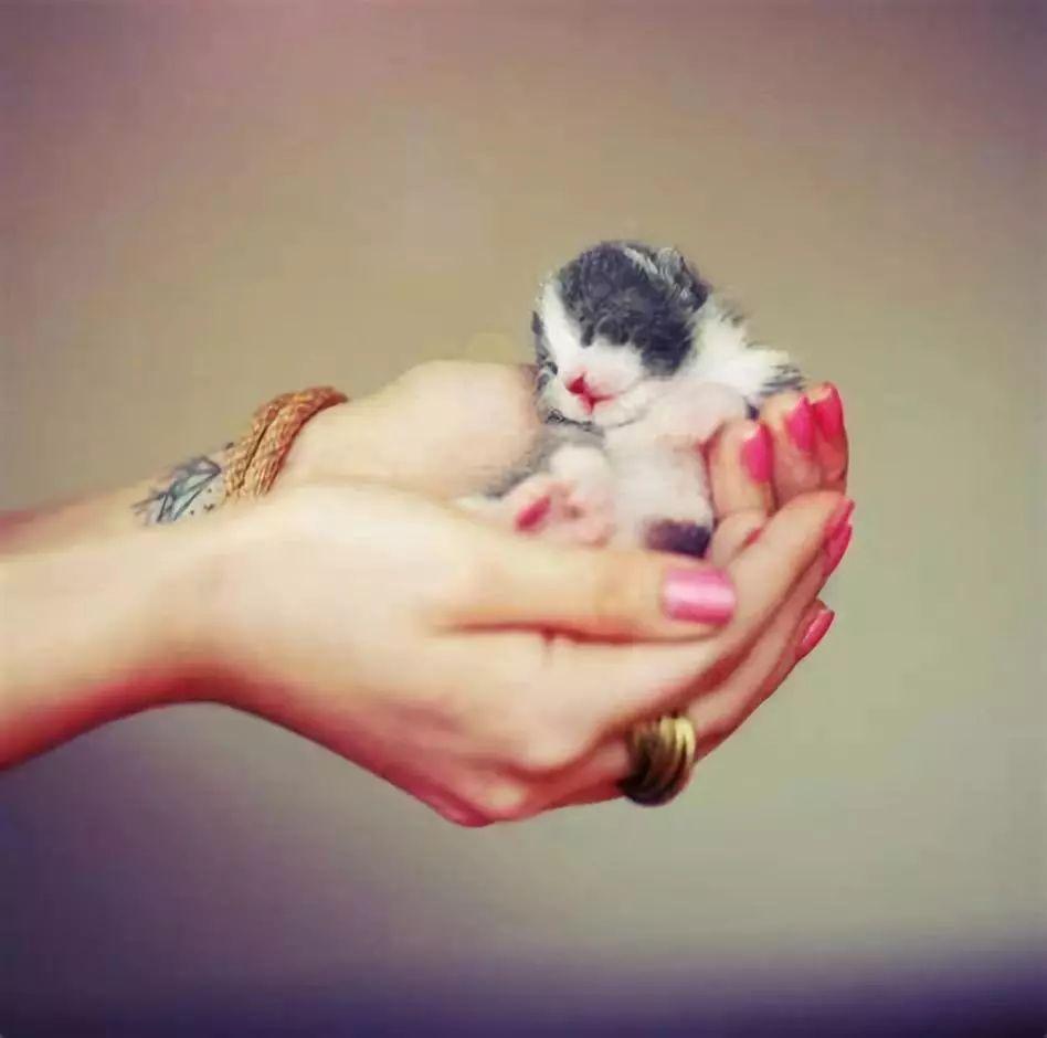 关于猫宝宝的 15 条常识