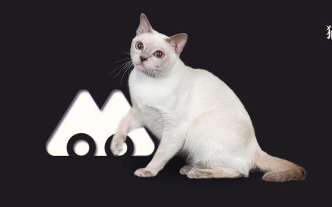 What？正规猫舍就不应该有笼子？