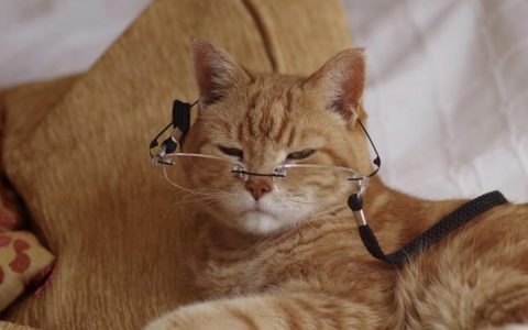 猫咪患上老年痴呆有哪些症状？怎么缓解？