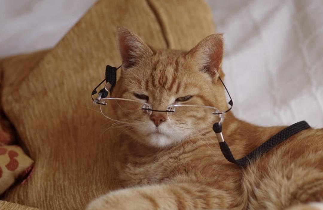 猫咪患上老年痴呆有哪些症状？怎么缓解？