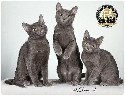 CFA 认证的这 46 个品种猫，你认识几种？（含 3 个考察期品种）