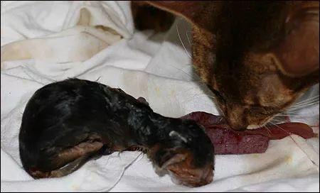 母猫的两种自然分娩方式全图解