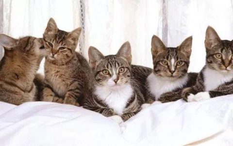 两只猫打架，你该怎么办？