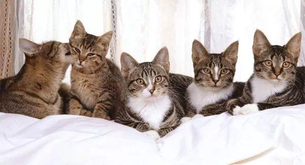 两只猫打架，你该怎么办？