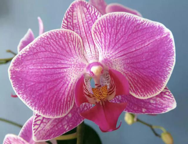 对猫咪来说绝对安全的 10 种室内植物