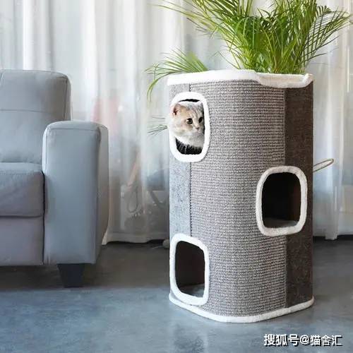 人猫同住下怎么规划空间