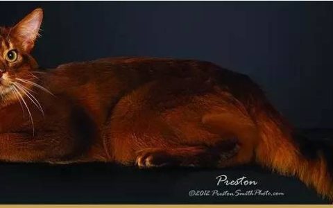 猫舍必看疾病科普│猫常见的遗传病（一）