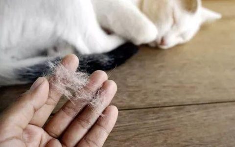 某些干粮都对猫咪的毛发做了什么？