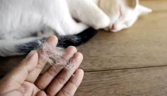 某些干粮都对猫咪的毛发做了什么？