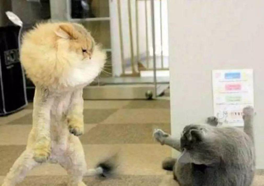 为什么同一屋檐下的两只猫，有的和睦相处，有的互相伤害？