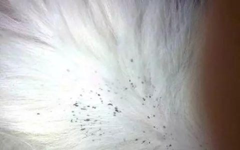 为什么我的猫咪会掉毛？