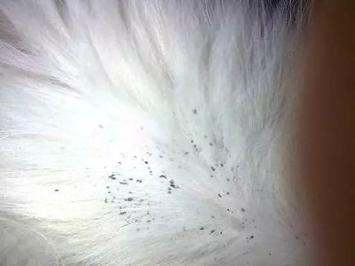 为什么我的猫咪会掉毛？