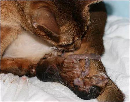 母猫的两种自然分娩方式全图解