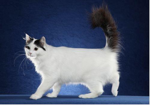 TICA 公开的 79 个品种猫，你认识几个？