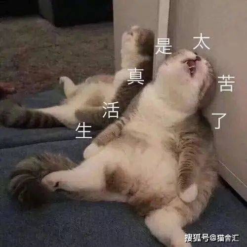 猫舍必看疾病科普│猫咪便血