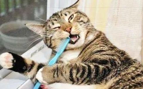 猫咪口臭，该怎么办？