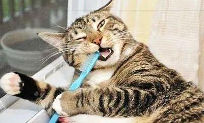 猫咪口臭，该怎么办？