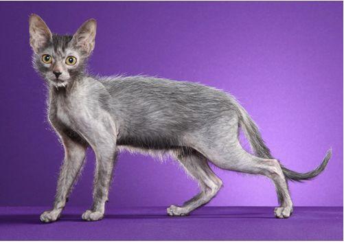 TICA 公开的 79 个品种猫，你认识几个？