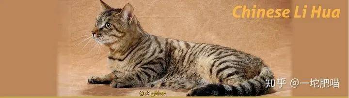 如何做猫舍│猫品种的选择