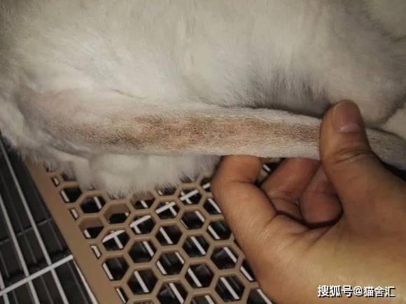 猫舍必看疾病科普│猫黑下巴和马尾病